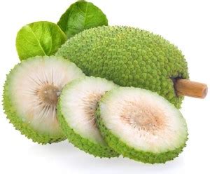 creative farmer Breadfruit Plant Price in India - Buy creative farmer ...