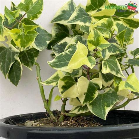 Climbers & Creepers – Nursery Kart