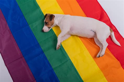 Homophobic Dog: The Viral Meme Explained & Its Internet Impact - Pet ...