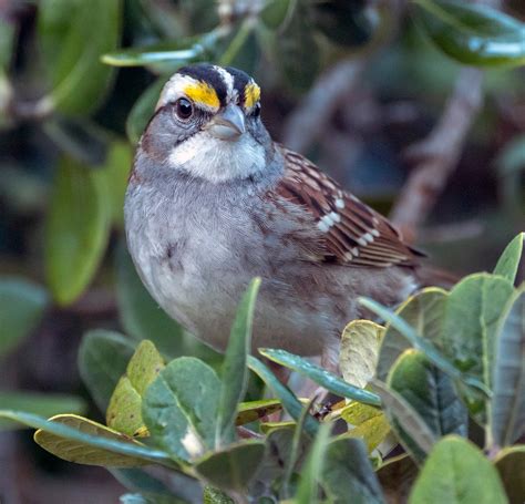 White-throated Sparrow | Audubon Field Guide