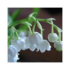 mughetto significato dei fiori fiori di mughetto fiori di piante mughetto significato dei fiori fiori di mughetto fiori di piante