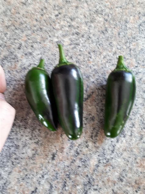 why are my jalapeno peppers turning black? : r/gardening