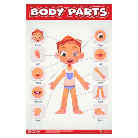 Buy ESCAPER Body Parts Chart for Kids learning (11.5 x 17.5 inches), Human Body Parts Chart for ...