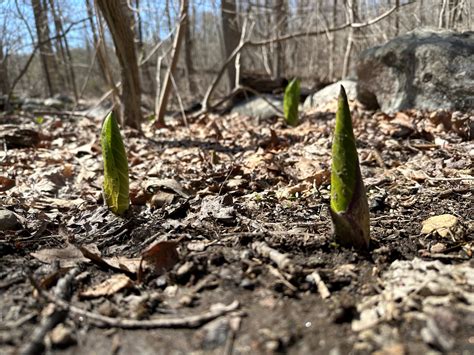 Apr 6 | Early Signs of Spring | Stamford, CT Patch