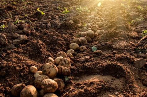 J.R.simplot Potatoes 的图像结果