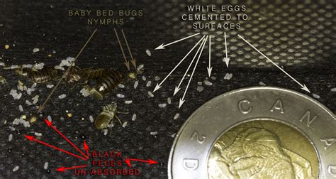 Bed Bugs FAQs - Bed Bug Size and Behaviour. | Pest Control Toronto