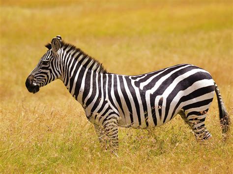 Image result for Zebra Programming Language Applications