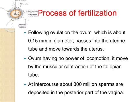 Image result for fertilisation