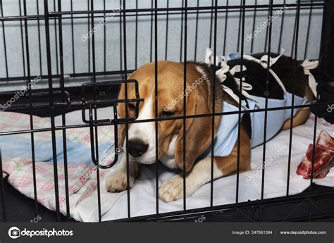 Are Puppy Umbilical Hernias Dangerous