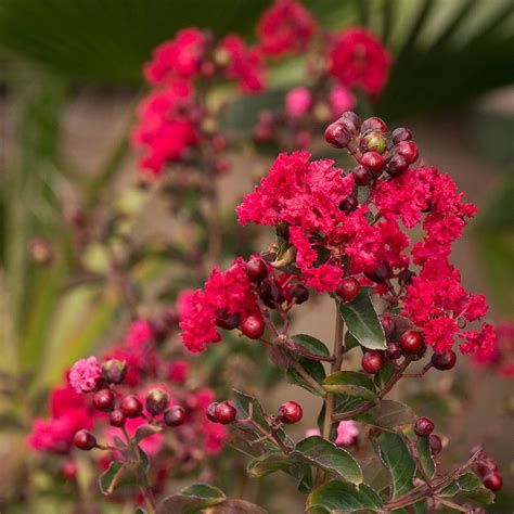 Lagerstroemia Indica Dynamite Crape Myrtle | SiteOne