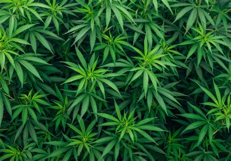 What Is Tweaking? Understanding the Meaning, Dangers & Signs