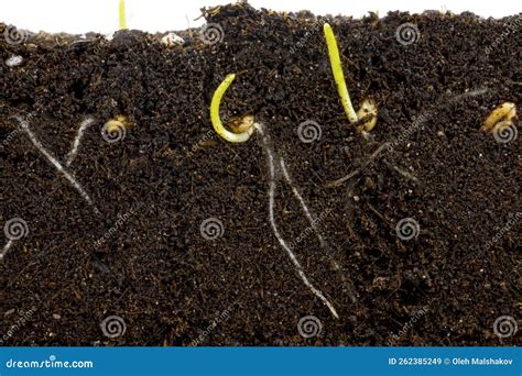 Sprouted Wheat Grain in the Soil. Wheat Shoots. Stock Image - Image of ...