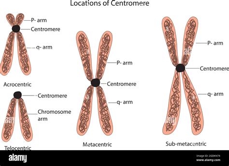classification des chromosomes centromère, classification des ...