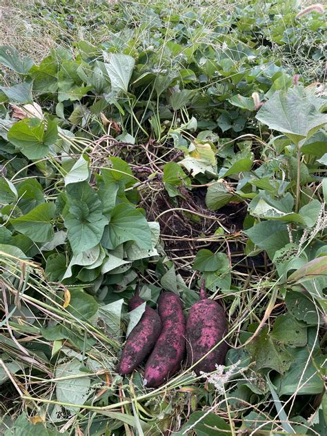 Sweet potatoes in garden