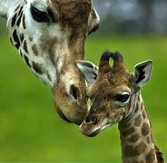 Image result for Adorable Wild Baby Animals