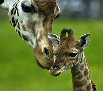 Image result for Too Cute Baby Animals