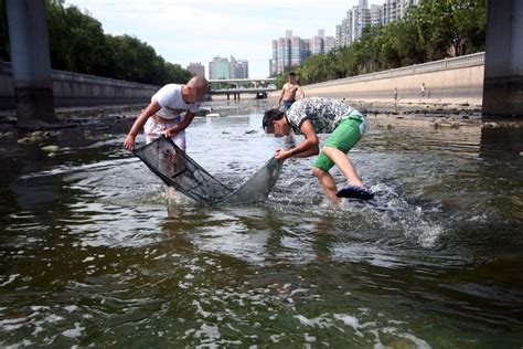 北京护城河水位下降见底 市民争相下河捞鱼(组图) - 新闻 - 加拿大华人网 - 加拿大华人门户网站