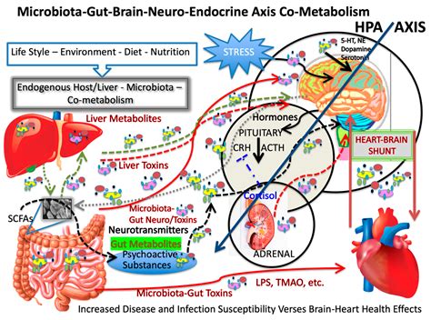 The Microbiota–Gut–Brain Axis Heart Shunt Part I: The French Paradox ...