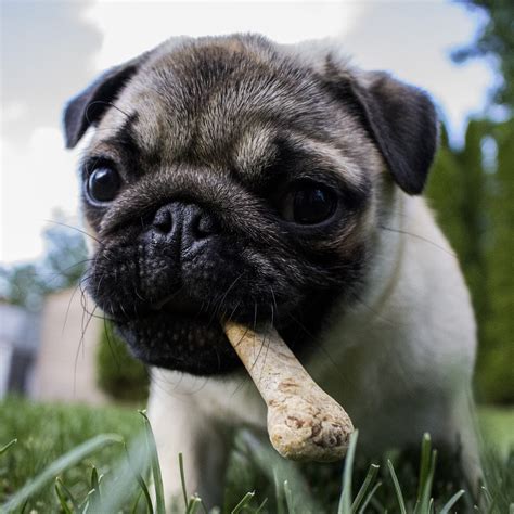 Allegheny North Veterinary Hospital – Pet Care in Pittsburgh | TopVet