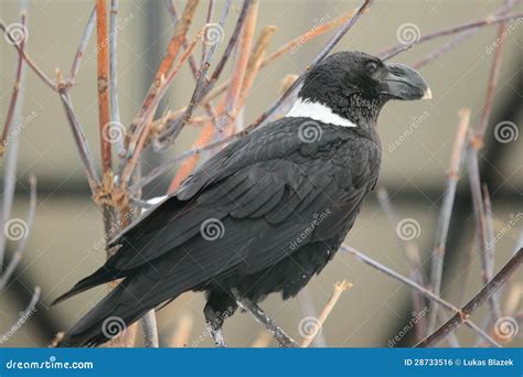 White-necked Raven Stock Photography | CartoonDealer.com #28733516