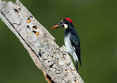 Why Do Woodpeckers Peck Wood? | Birdwatching Buzz