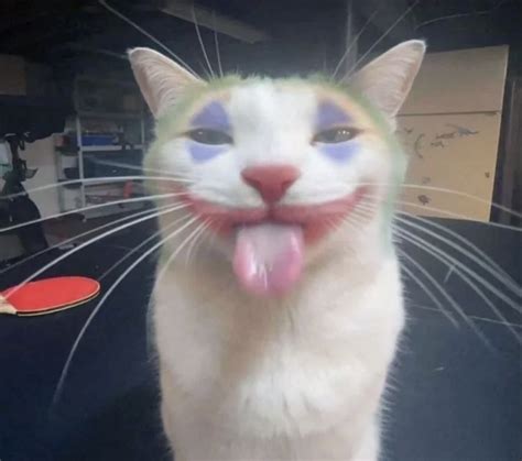 Pin by a on Moes | Funny cats, Funny animals, Cute cat memes