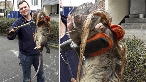 Giant Rat 'Bigger Than A Dog' Near Playground