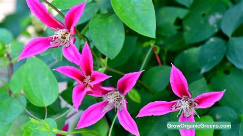 How To Grow Princess Diana Clematis-Beginner Friendly Guide