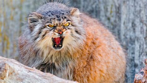 Животное манул – дикий кот степей и гор. Описание и фото дикого кота манула