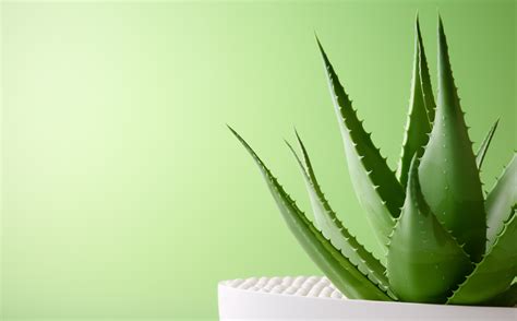 Which aloe vera gel is good – Greenworth