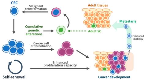 EpCAM Signaling in Oral Cancer Stem Cells: Implications for Metastasis ...