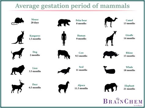 Gestation Period Animals Chart - Educational Chart Resources