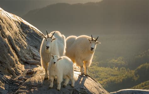 10+ Mountain Goat HD Wallpapers and Backgrounds