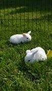 Image result for Holland Lop Baby Colors