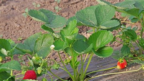 草莓走莖繁殖法，三盆很快變三十盆以上 | 阿星種植