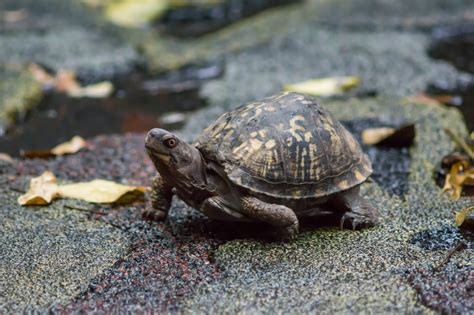 Animals That Hibernate: Surprising Hibernate Animals List In The World