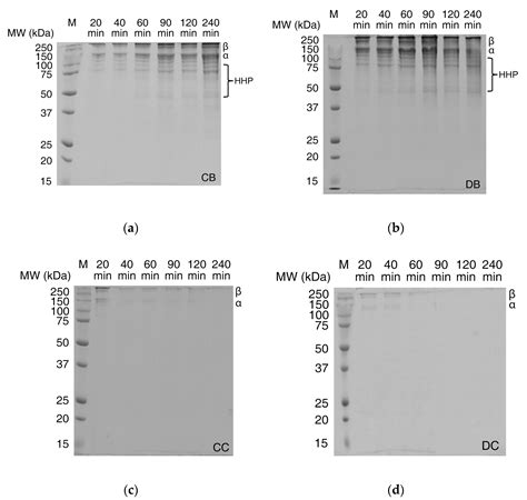 Monitoring the Degradation of Collagen Hydrogels by Collagenase ...