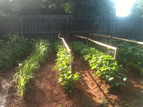 Pink-eye Purple Hull peas Purple Hull Peas, Pink Eyes, Farmland ...