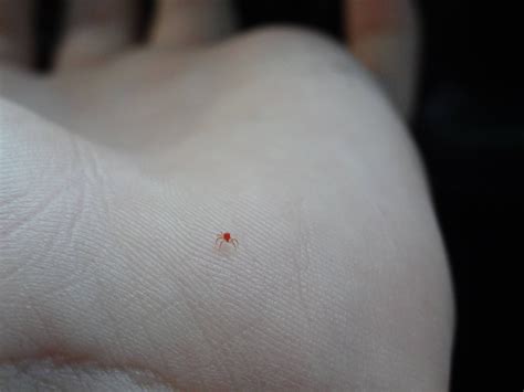 The Smallest Spider In The World