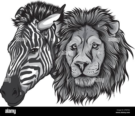 Zebra Eating A Lion