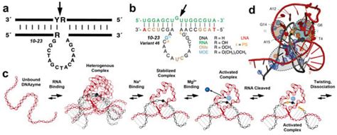 DNA Catalysis: Design, Function, and Optimization