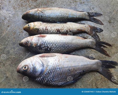Roho Labeo (Labeo Rohita) Fish Fry Stock Photography | CartoonDealer ...