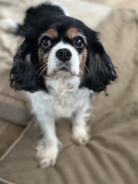 Buffalo Pug & Small Breed Rescue, Inc.