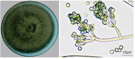 细菌和真菌在自然界中的作用(4)课文_人教版初中初二生物上册课本书_好学电子课本网