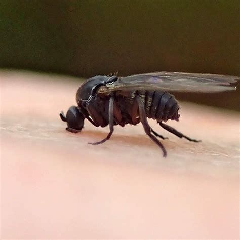 Fungus Gnats Bite
