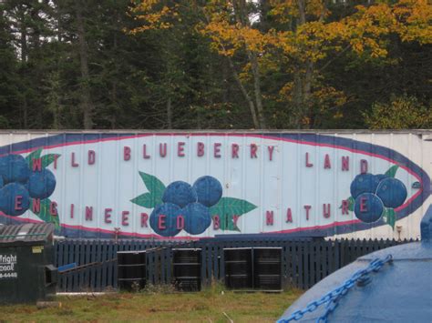 Wild Blueberry Land in North America