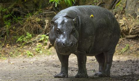 Hippopotamus Eating Human