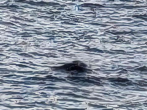 First Loch Ness Monster Sighting of 2025 Reported. What to Know