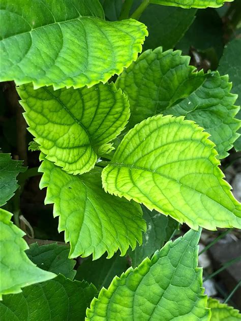 6 Reasons Your Hydrangea Leaves Are Turning Yellow And How To Fix It
