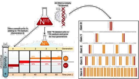 DNA Replication Model Labeled 的图像结果
